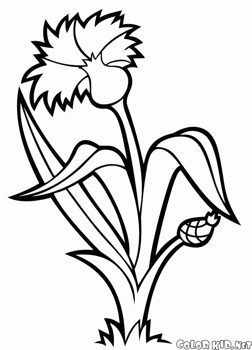 Cornflower coloring #10, Download drawings