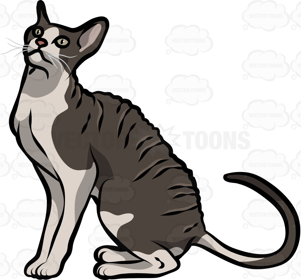 Cornish Rex clipart #16, Download drawings