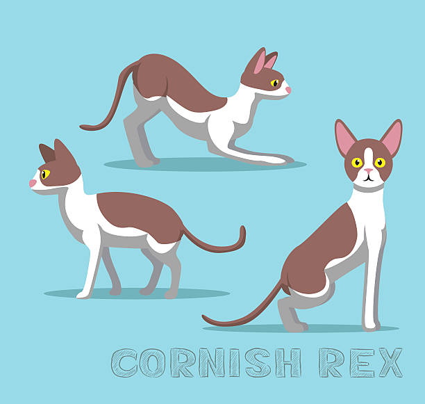 Cornish Rex clipart #3, Download drawings