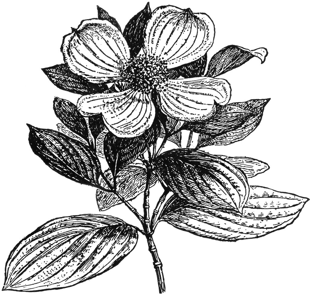 Cornus Blossom clipart #19, Download drawings