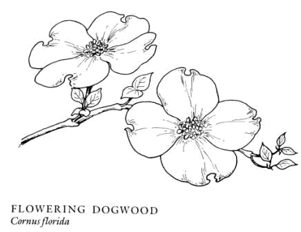 Cornus Blossom coloring #20, Download drawings