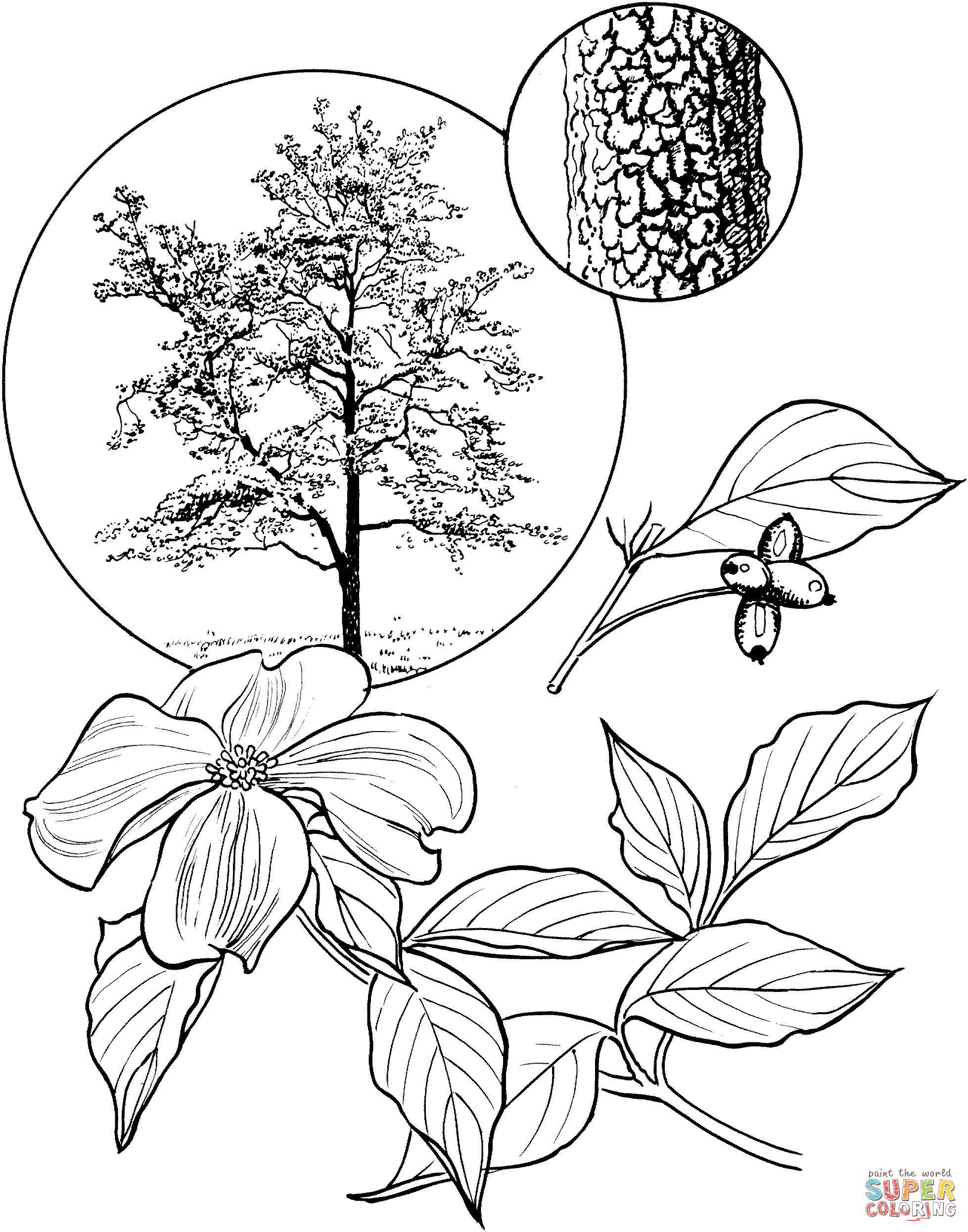 Dogwood coloring #14, Download drawings