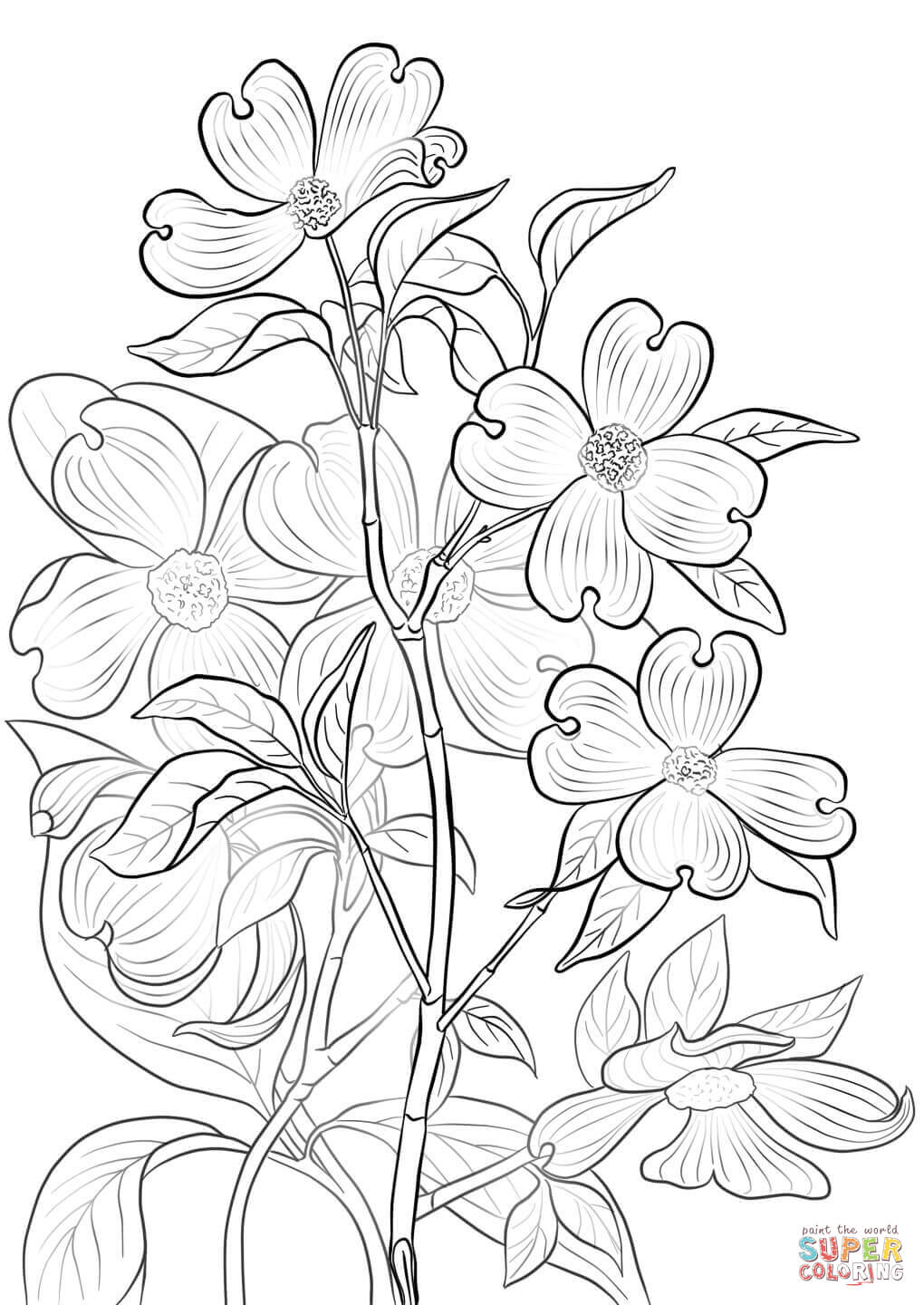 Cornus Blossom coloring #9, Download drawings