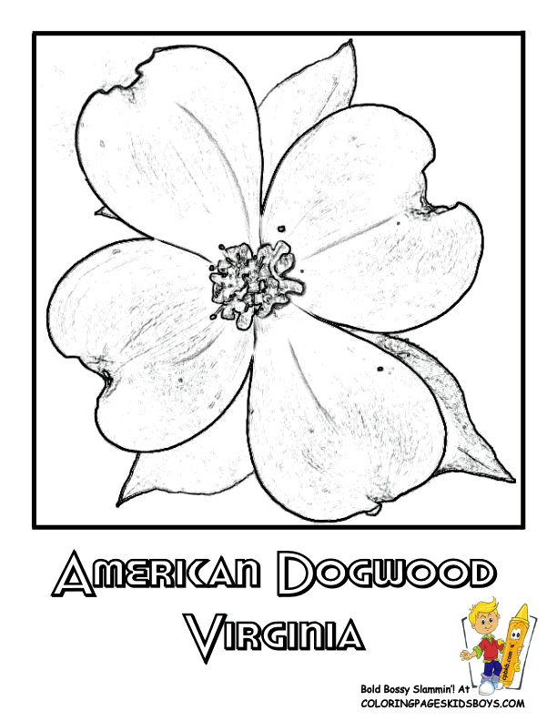 Cornus Blossom coloring #17, Download drawings
