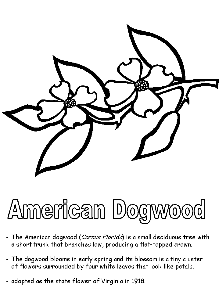 Dogwood coloring #19, Download drawings
