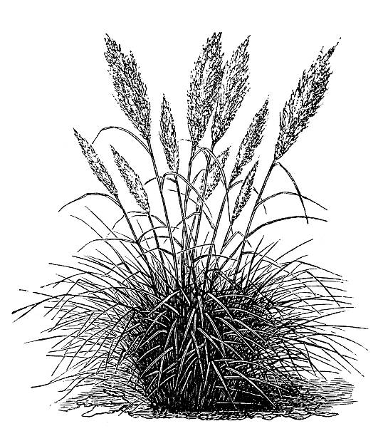 Pampas Grass clipart #20, Download drawings