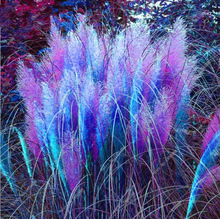 Pampas Grass coloring #19, Download drawings