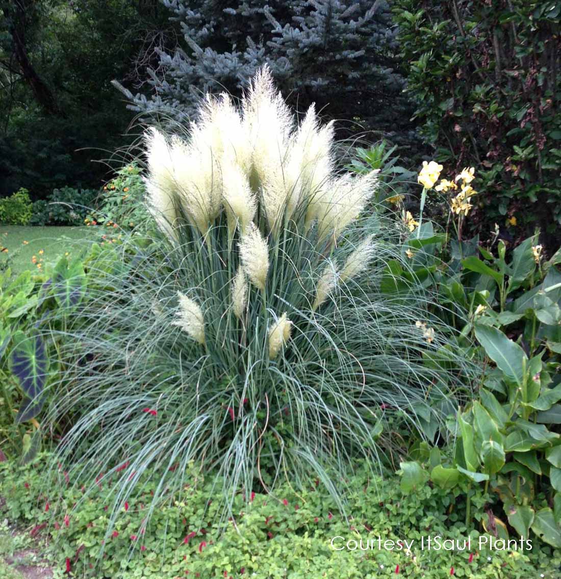 Pampas Grass svg #13, Download drawings