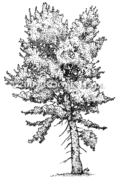 Cottonwood Trees coloring #20, Download drawings