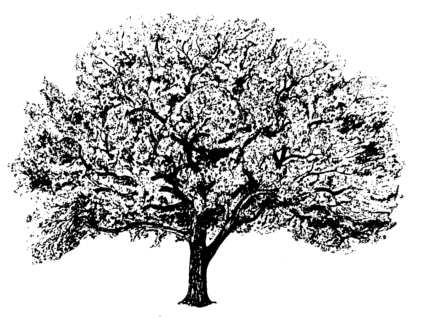 Cottonwood Trees clipart #3, Download drawings