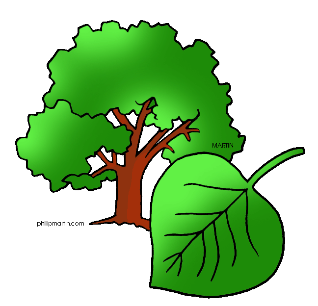 Cottonwood Trees clipart #13, Download drawings