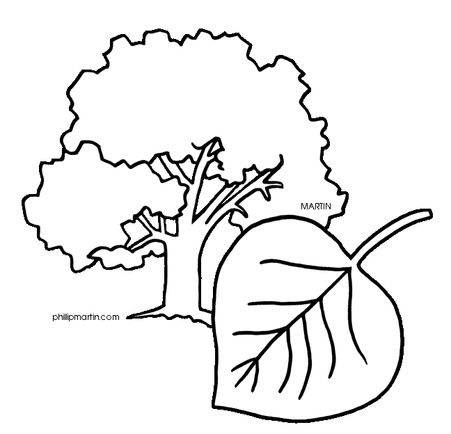 Cottonwood Trees clipart #16, Download drawings