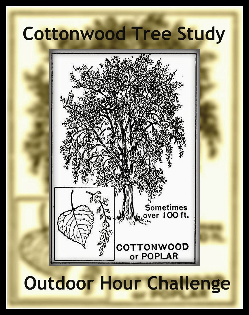 Cottonwood Trees coloring #12, Download drawings