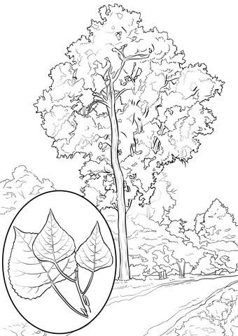 Cottonwood Trees coloring #6, Download drawings