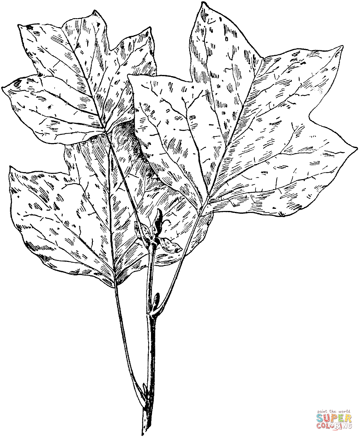 Cottonwood Trees coloring #3, Download drawings