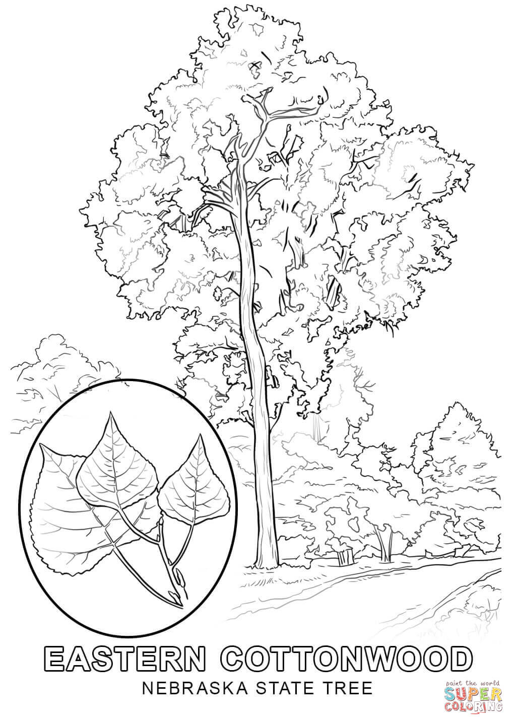 Cottonwood Trees coloring #14, Download drawings