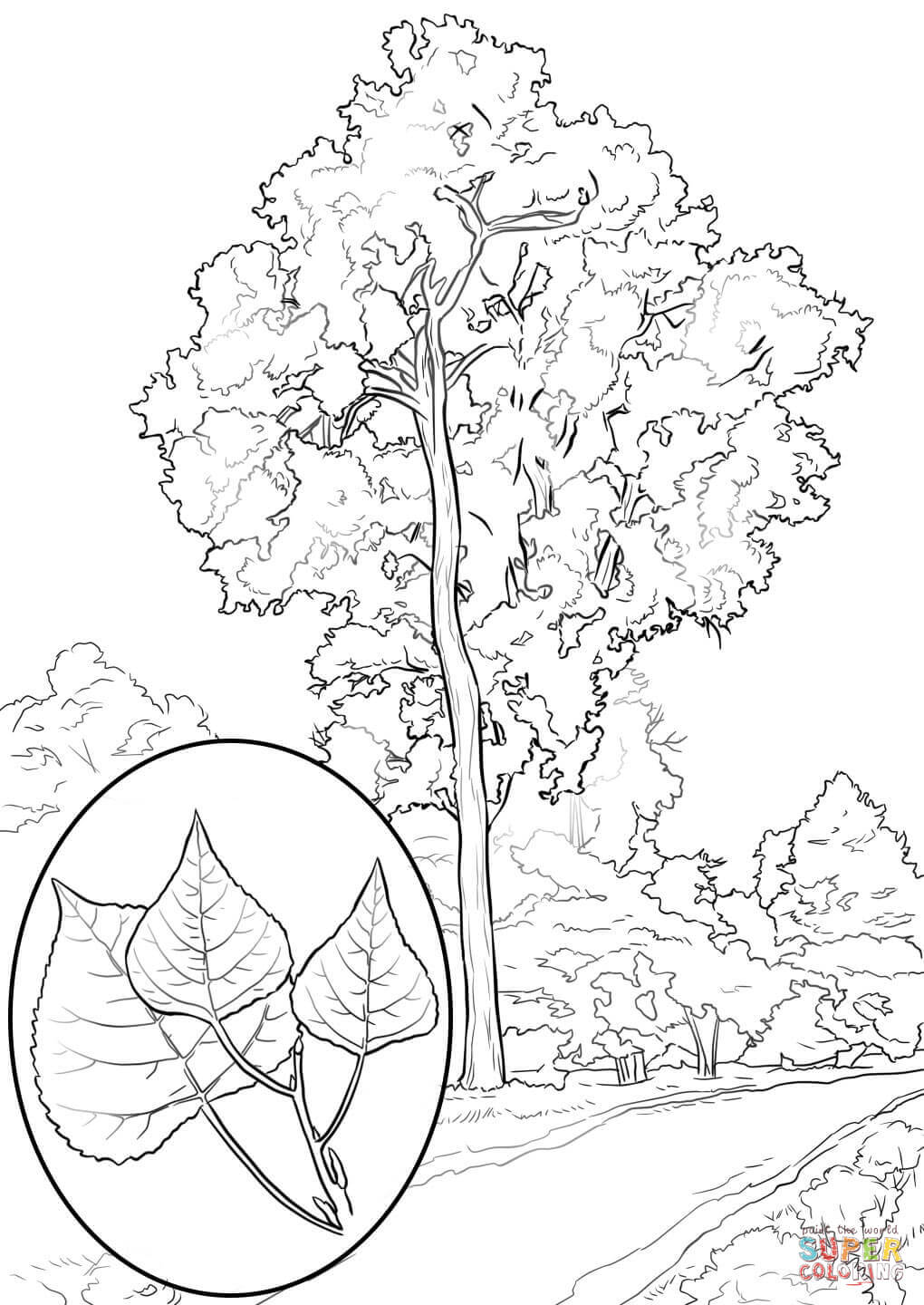 Cottonwood Trees coloring #13, Download drawings