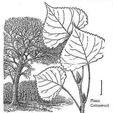 Cottonwood Trees coloring #15, Download drawings