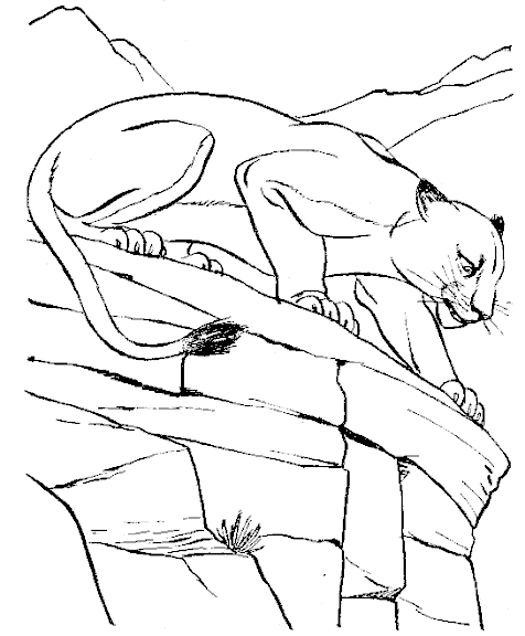 Cougar coloring #10, Download drawings
