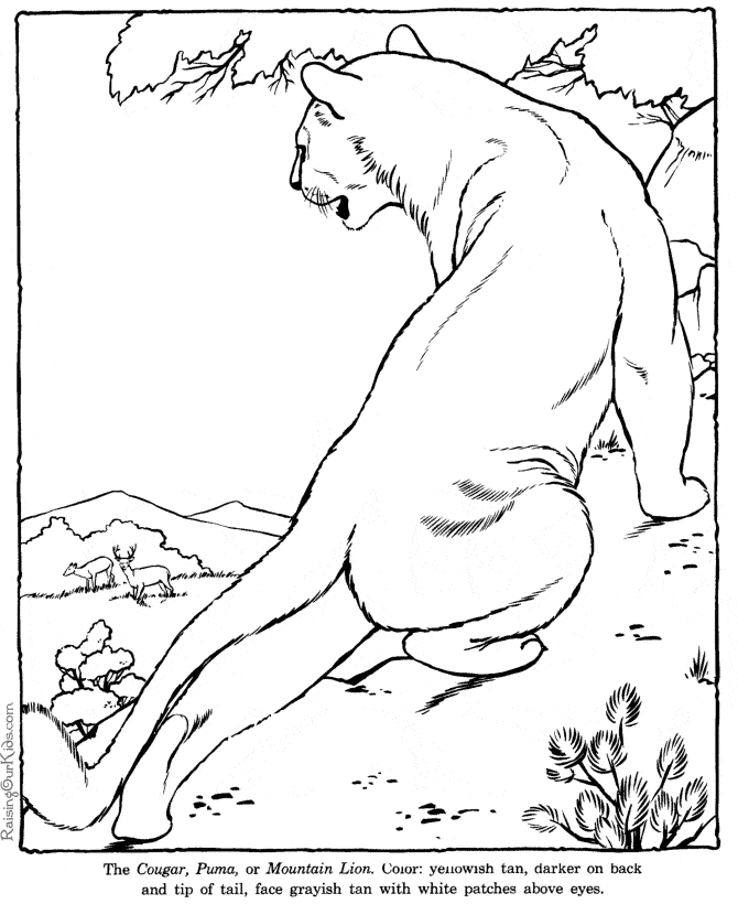 Cougar coloring #13, Download drawings