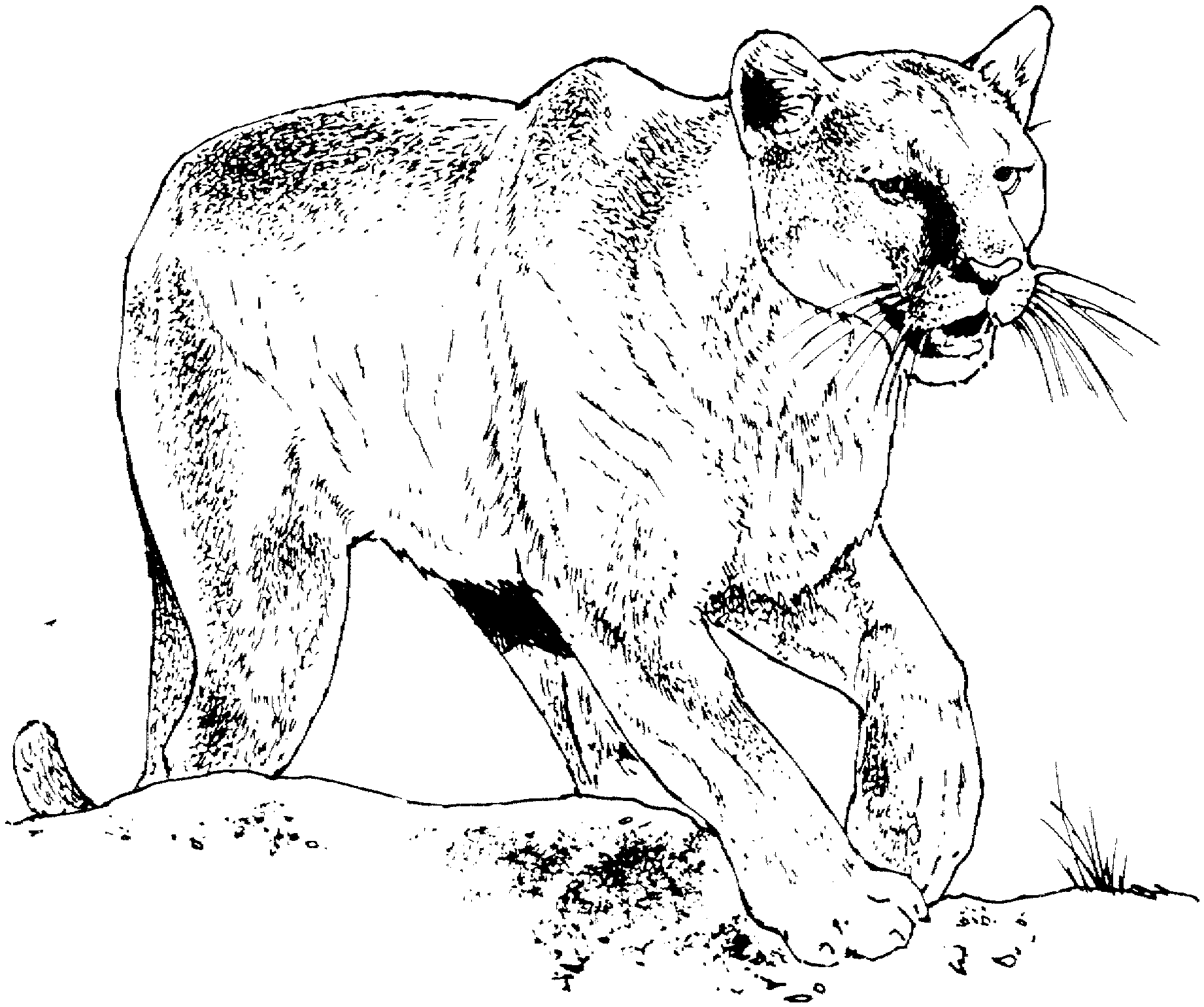 Cougar coloring #9, Download drawings