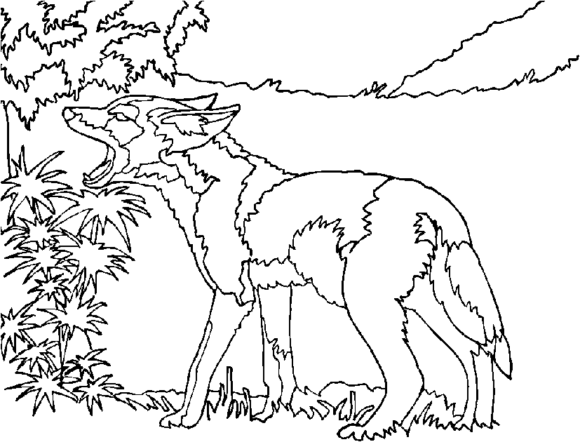 Coyote coloring #3, Download drawings
