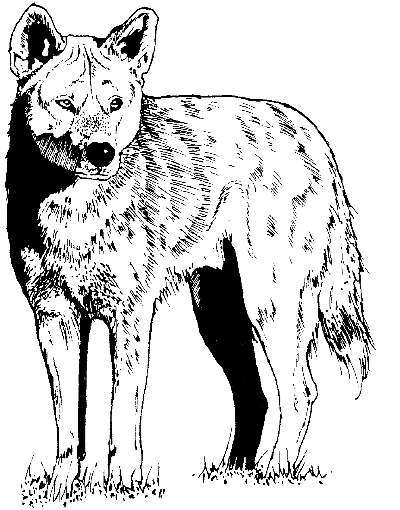 Coyote coloring #12, Download drawings