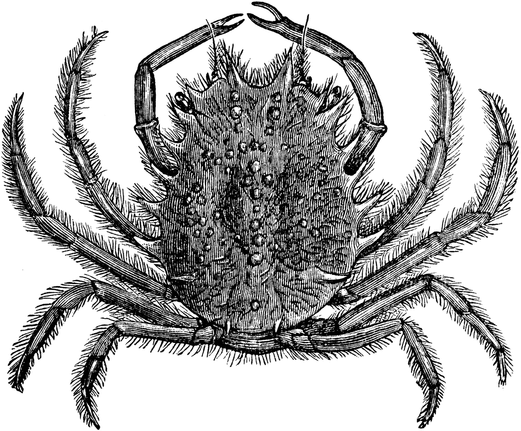 Crab Spider clipart #2, Download drawings