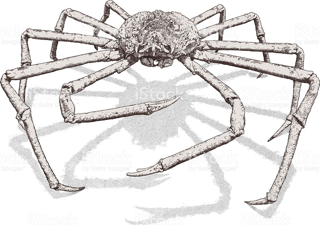 Crab Spider clipart #14, Download drawings