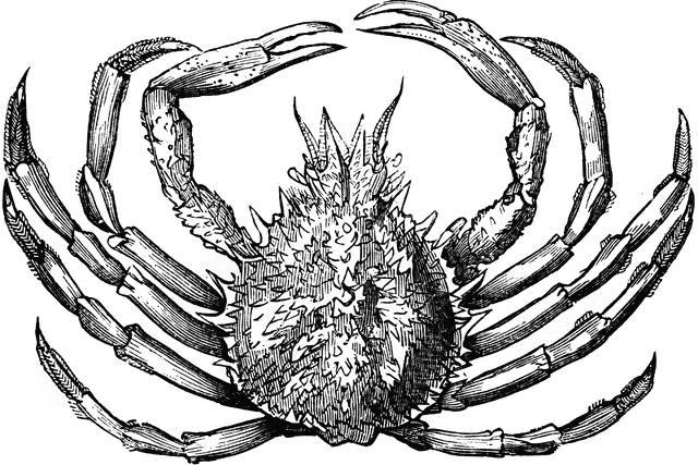 Crab Spider clipart #13, Download drawings