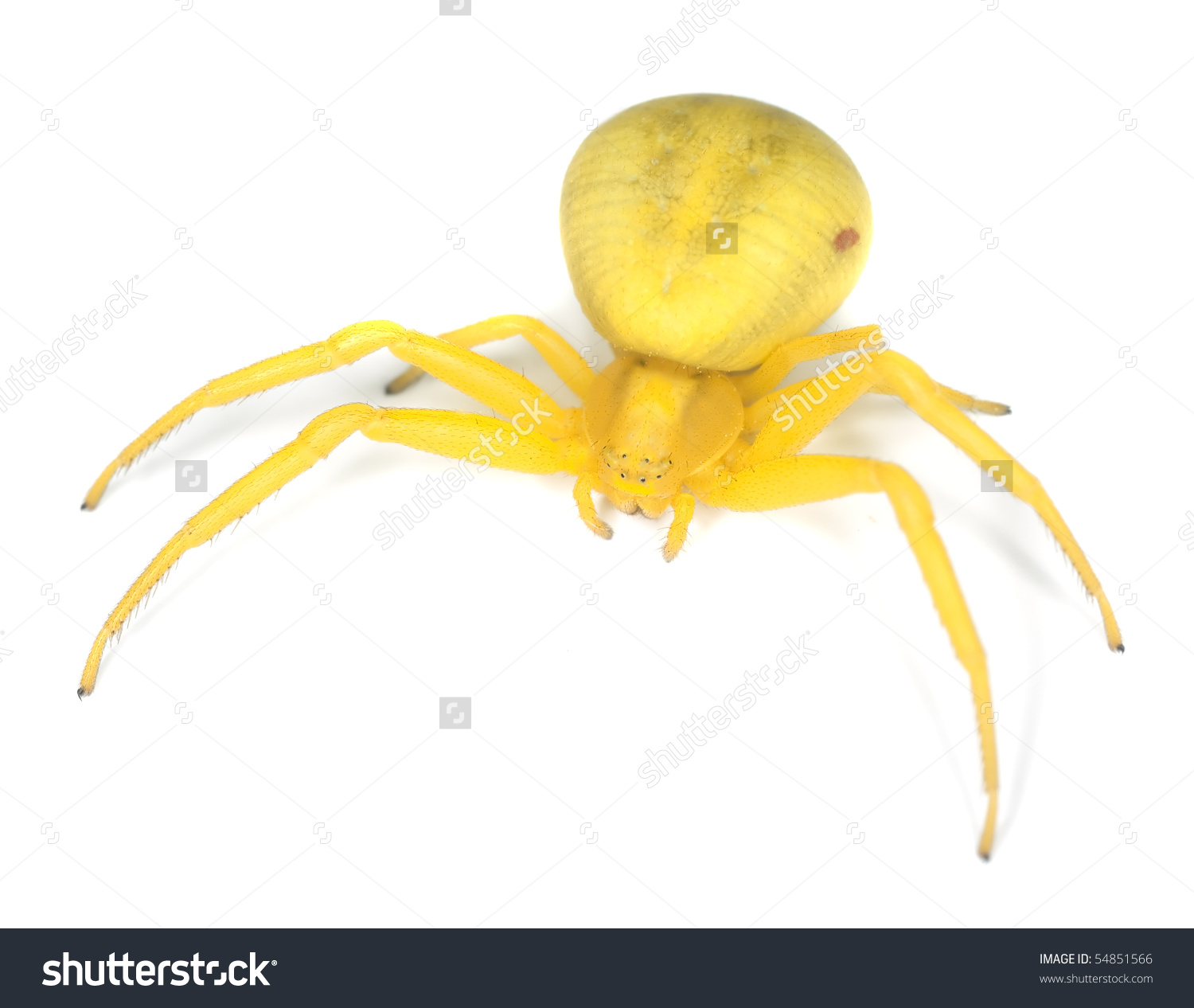 Crab Spider clipart #11, Download drawings