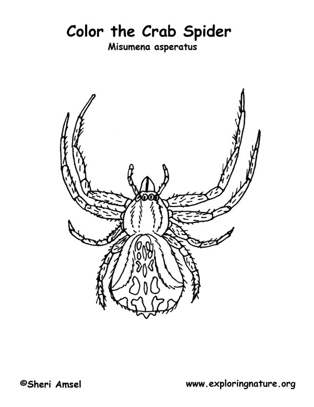 Crab Spider coloring #19, Download drawings