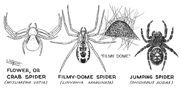 Crab Spider coloring #2, Download drawings