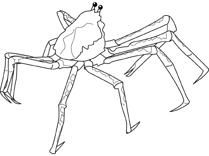 Crab Spider coloring #12, Download drawings