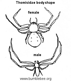 Crab Spider svg #2, Download drawings