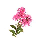 Crape Myrtle clipart #19, Download drawings