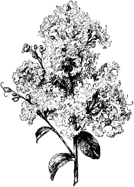 Crape Myrtle clipart #4, Download drawings