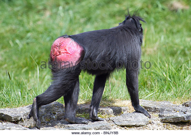 Crested Black Macaque clipart #2, Download drawings