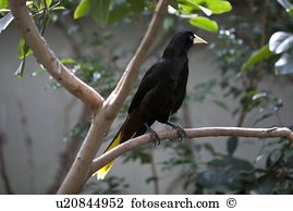 Crested Oropendola clipart #16, Download drawings