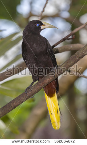 Crested Oropendola clipart #7, Download drawings