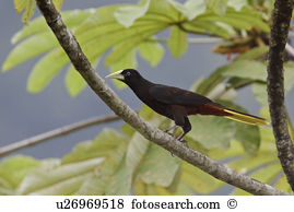 Crested Oropendola clipart #20, Download drawings