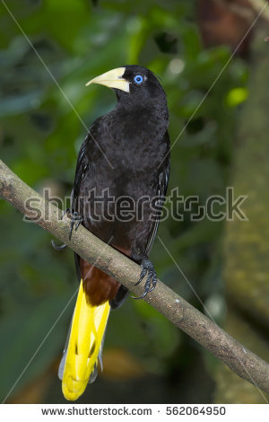 Crested Oropendola clipart #18, Download drawings