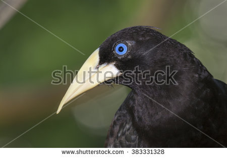 Crested Oropendola clipart #1, Download drawings