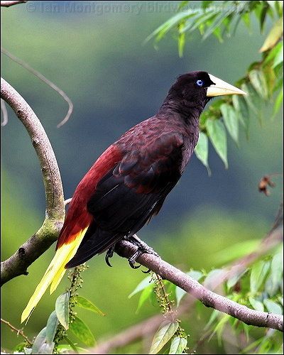 Crested Oropendola coloring #12, Download drawings