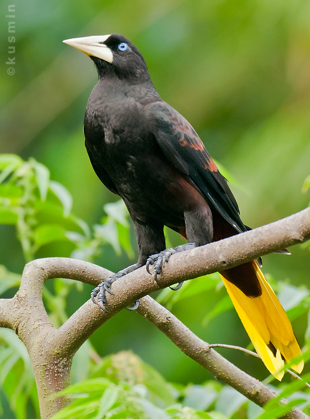 Crested Oropendola coloring #6, Download drawings