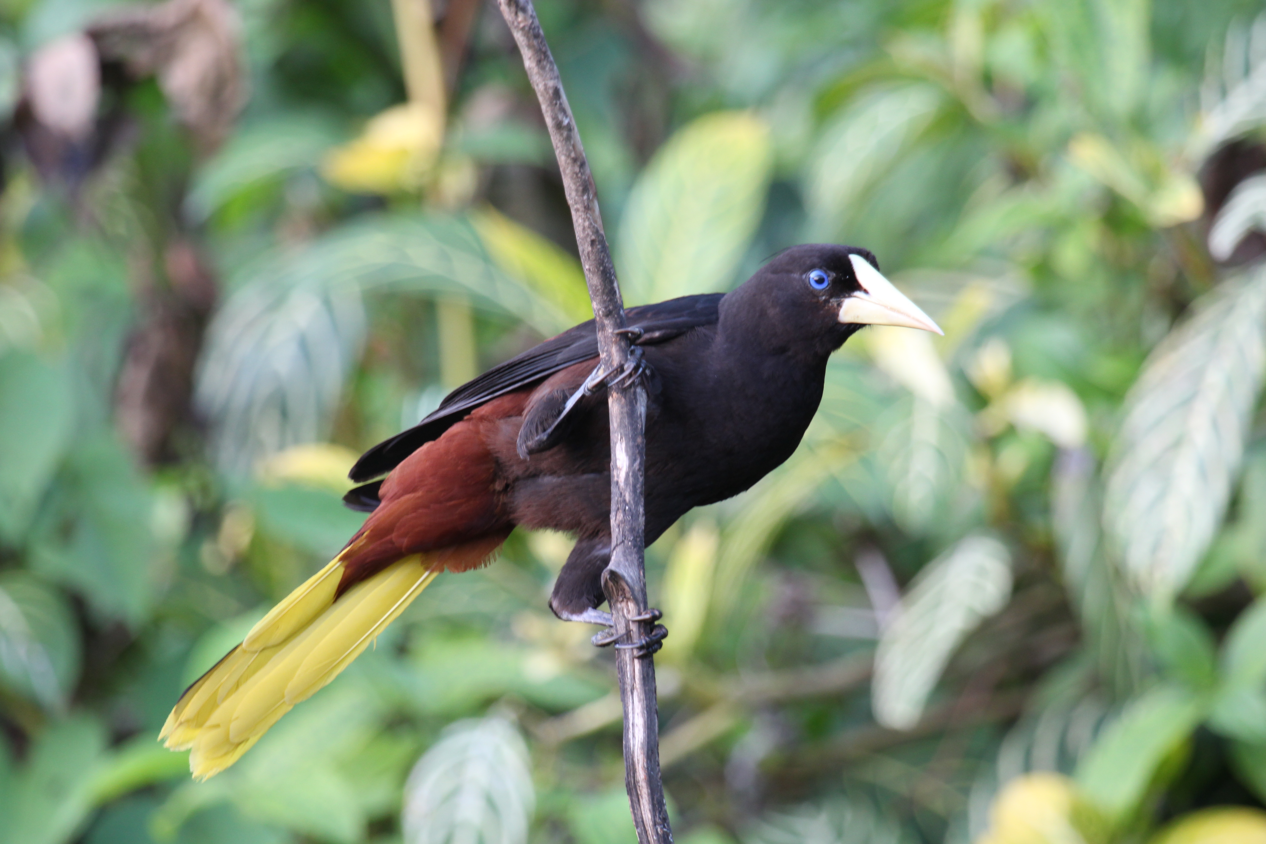 Crested Oropendola svg #3, Download drawings