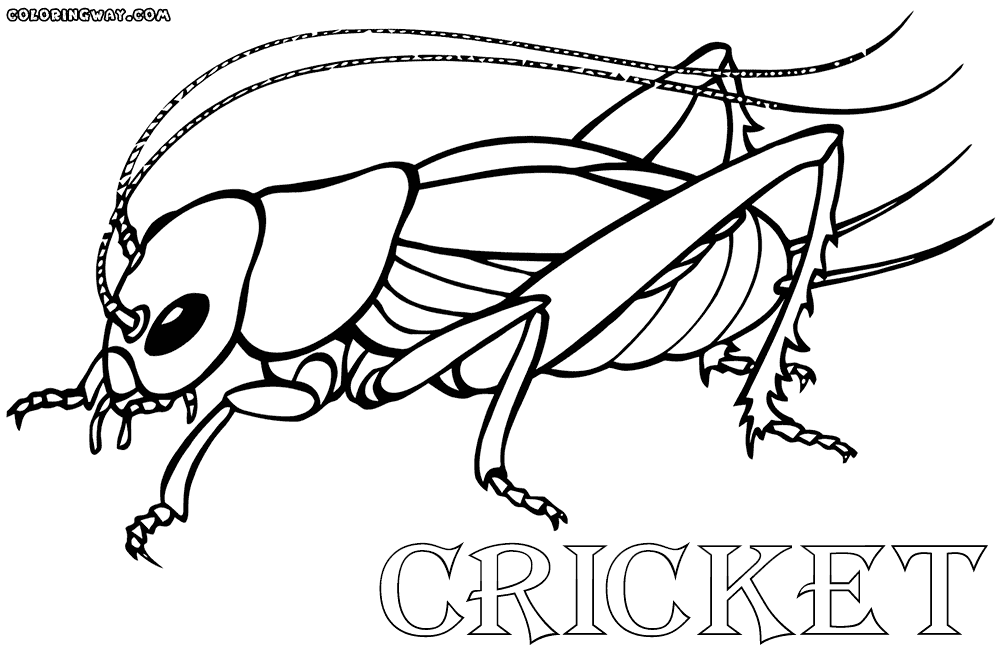 Cricket coloring #16, Download drawings