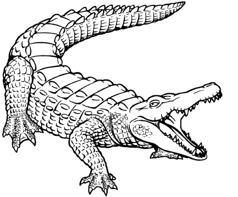 Crocodile coloring #15, Download drawings