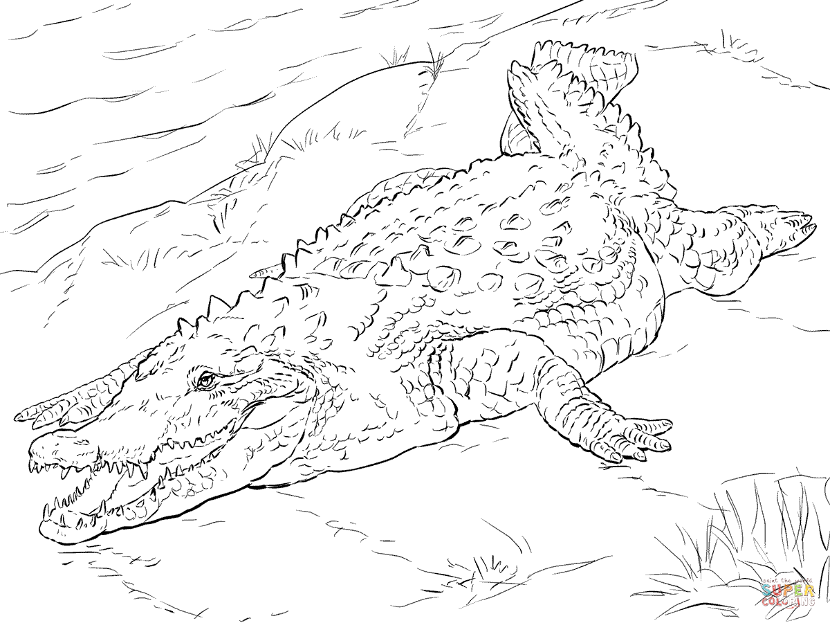 Crocodile coloring #7, Download drawings