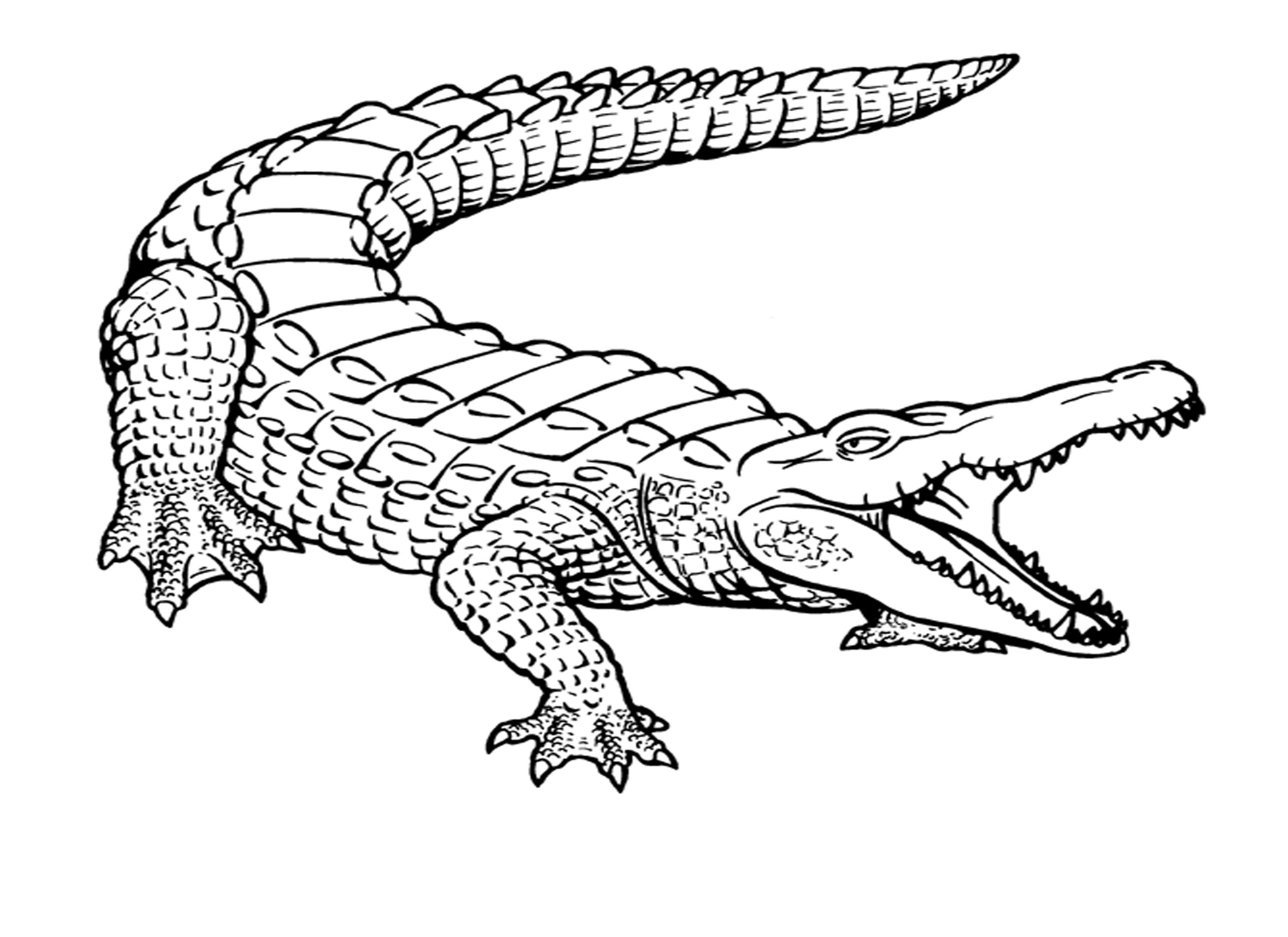 Crocodile coloring #16, Download drawings